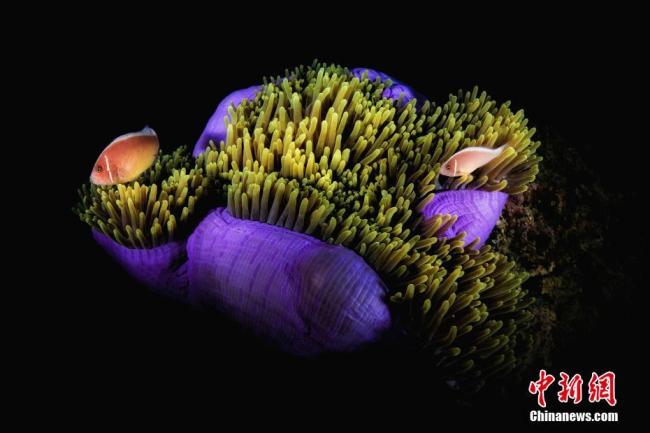 Sanya: meraviglioso mondo sottomarino