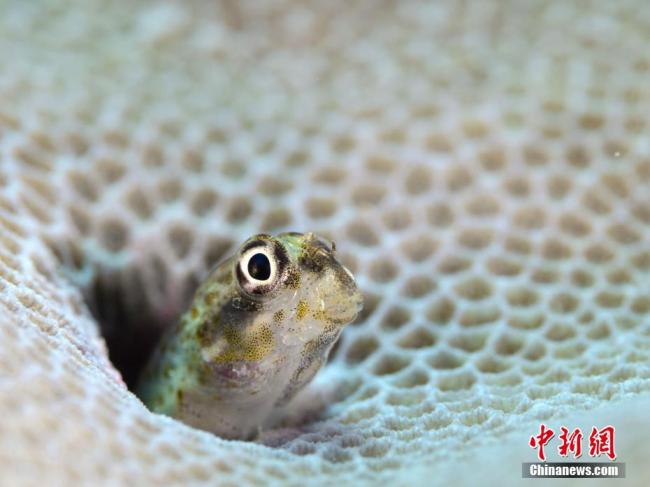 Sanya: meraviglioso mondo sottomarino