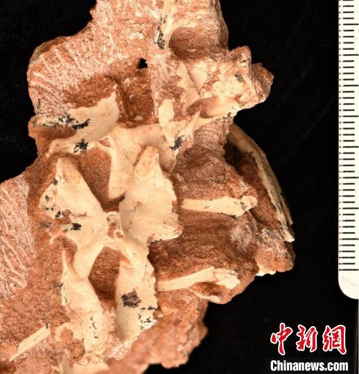 Scienziati cinesi scoprono nuovo dinosauro in Mongolia Interna