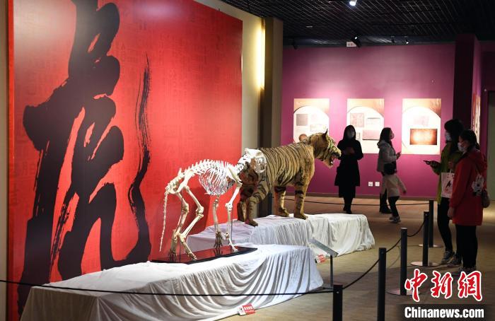 Fuzhou, Esposizione culturale in occasione della Festa di Primavera dell'Anno della Tigre