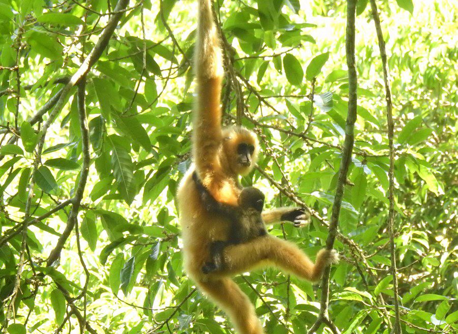Un gibbone di Hainan e il suo cucciolo nella provincia di Hainan, Cina meridionale. (maggio 2021 - Parco nazionale della foresta pluviale tropicale di Hainan/Dispensa tramite Xinhua)