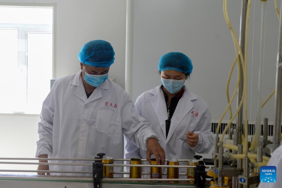 La vita dei residenti dello Xinjiang fiorisce con il cartamo