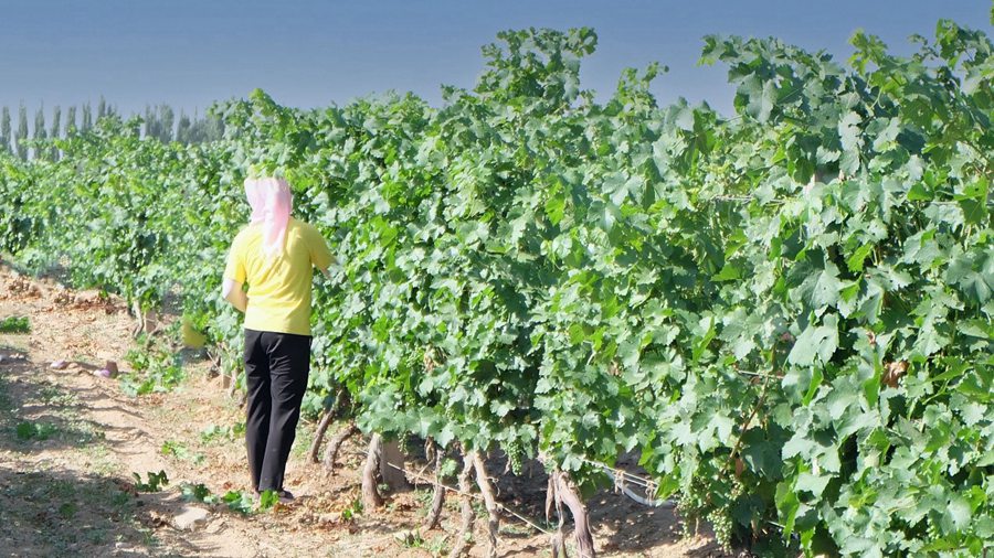 Ningxia, Cina: terreni aridi trasformati in vigneti e cantine