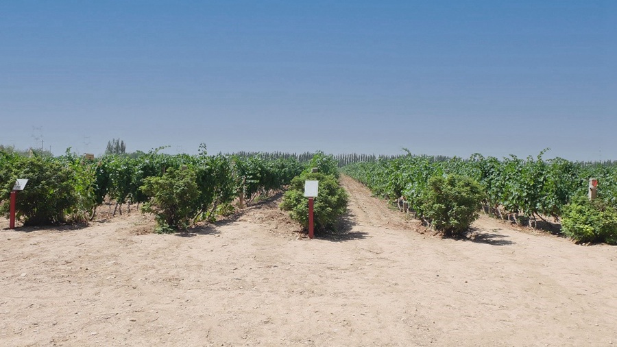 Ningxia, Cina: terreni aridi trasformati in vigneti e cantine