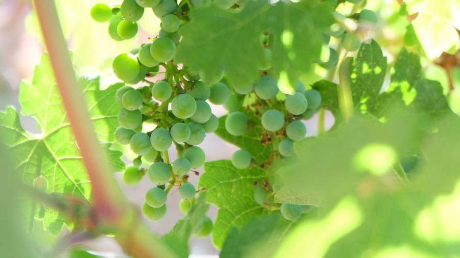 Ningxia, Cina: terreni aridi trasformati in vigneti e cantine