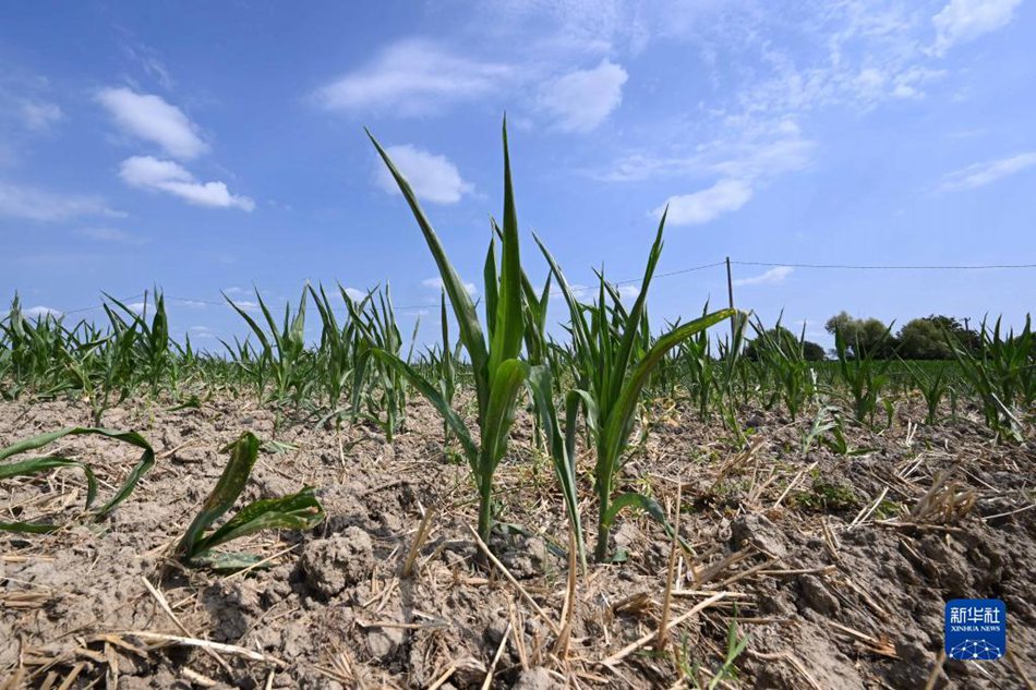 Italia: continua la siccità, produzione agricola minacciata