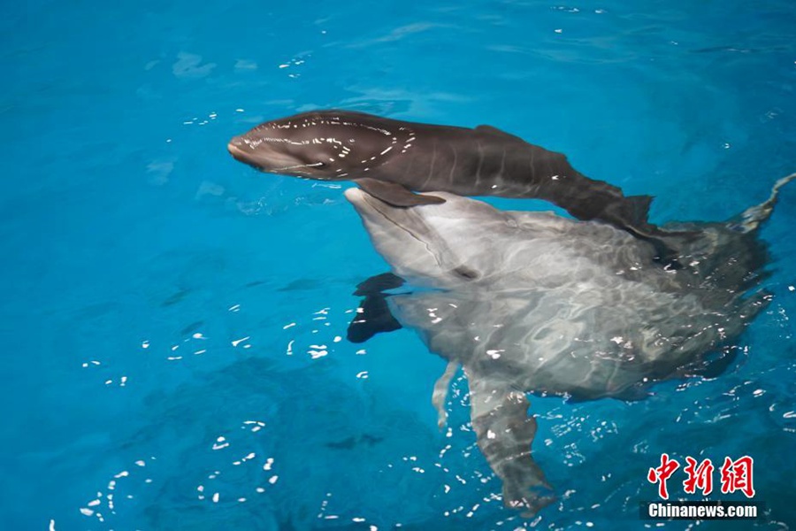 Il cetaceo nuota con la madre. (Foto fornita dal Tianjin Haichang Polar Ocean Park)