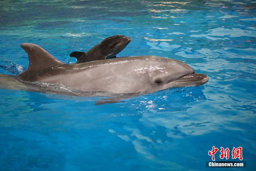 Tianjin: il primo cetaceo di 