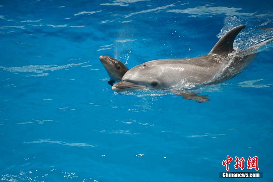 Tianjin: il primo cetaceo di 