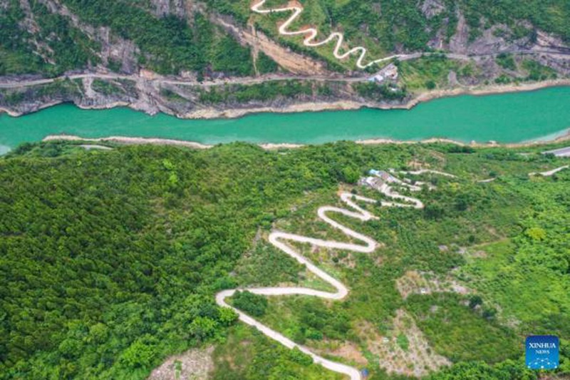 Chongqing, la coltivazione di prugne promuove l'economia locale
