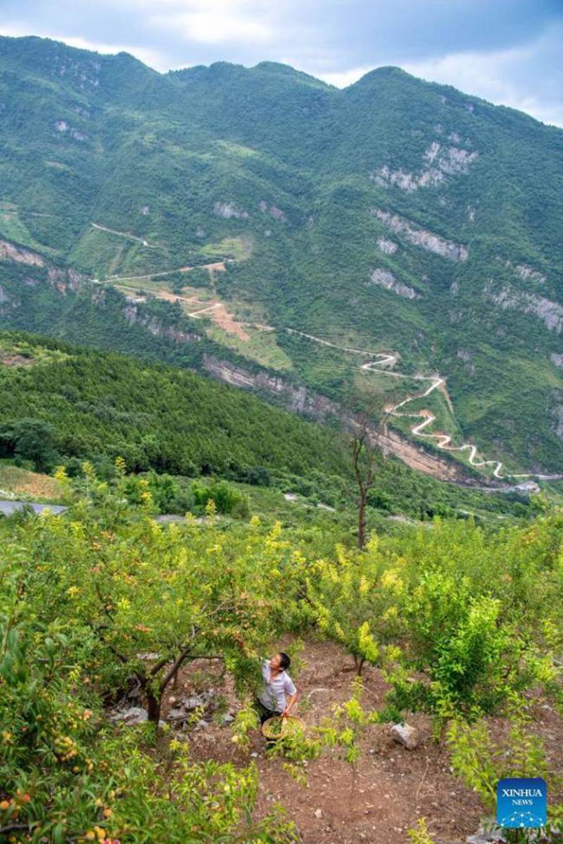 Chongqing, la coltivazione di prugne promuove l'economia locale