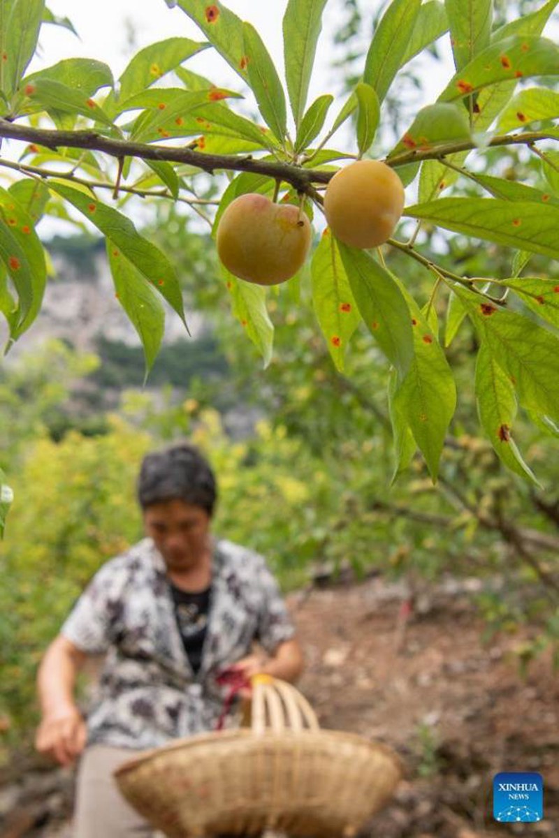 Chongqing, la coltivazione di prugne promuove l'economia locale