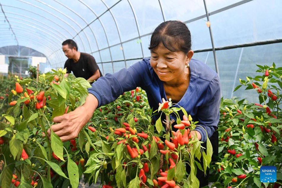 La contea nello Shaanxi trasforma le risorse ecologiche in economia verde