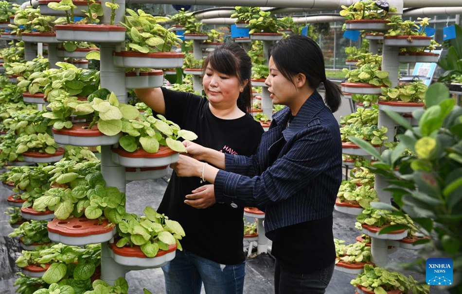 La contea nello Shaanxi trasforma le risorse ecologiche in economia verde