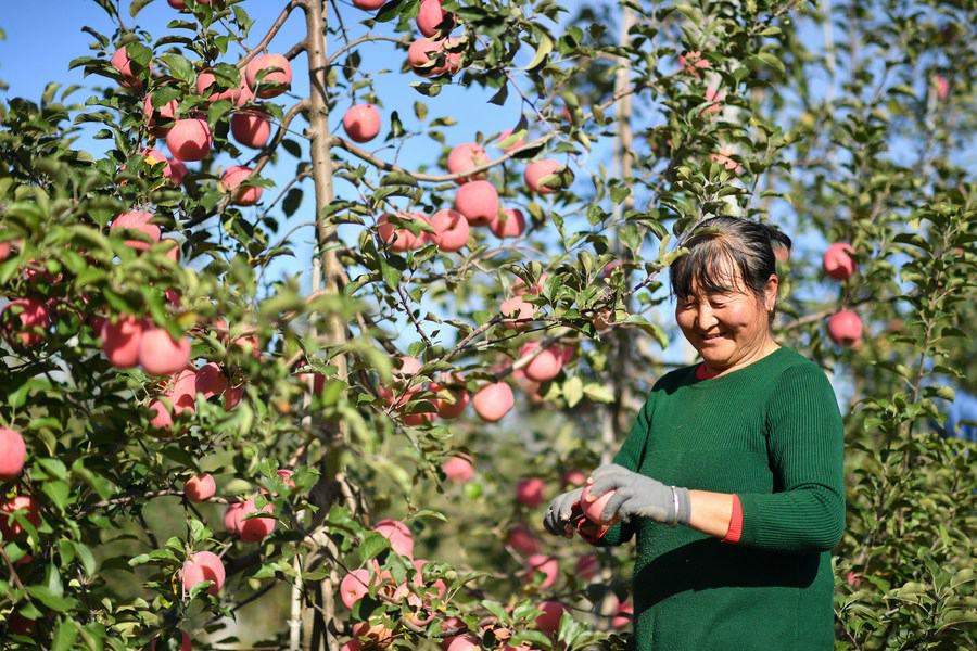 Un'agricoltrice raccoglie mele in un frutteto nella cittadina di Yongxiang nella contea di Luochuan, nella provincia dello Shaanxi, Cina nord-occidentale. (10 ottobre 2022 - Xinhua/Zhang Bowen)