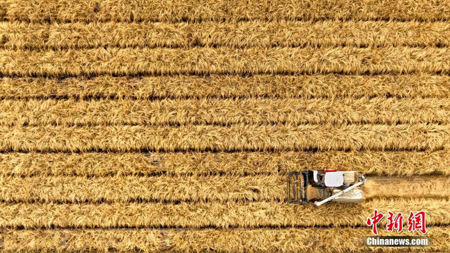 Una mietitrice raccoglie rapidamente il riso di montagna nella piantagione della Karamay Lvcheng Company, all'interno della zona di sviluppo agricolo integrale della città di Karamay, nello Xinjiang.(Foto/Min Yong)
