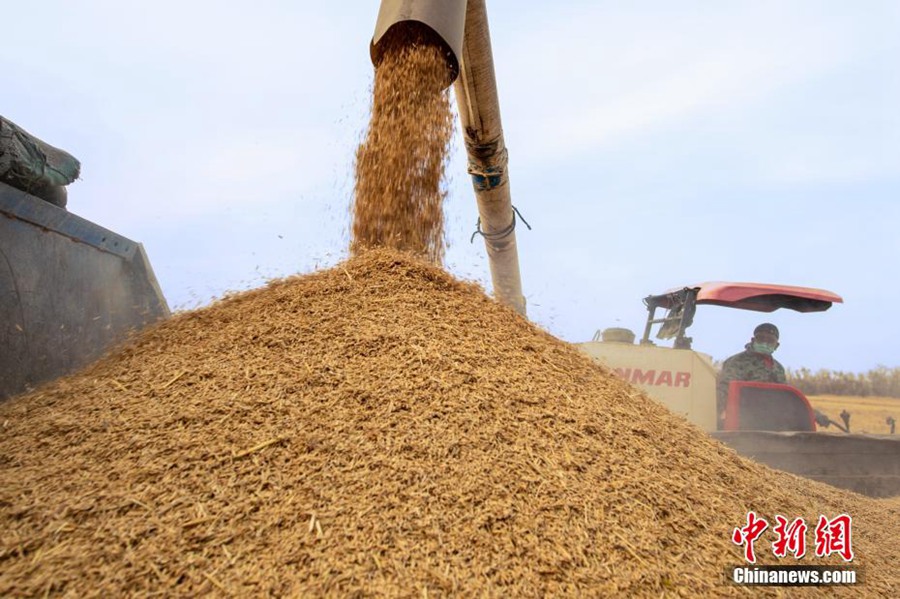 Xinjiang: raccolti oltre 153 ettari di riso di montagna a Karamay