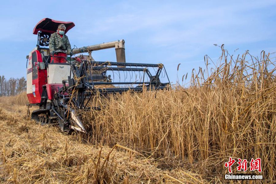 Xinjiang: raccolti oltre 153 ettari di riso di montagna a Karamay