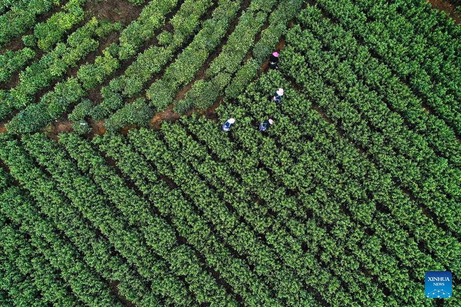 Pu'an, Guizhou: gli agricoltori beneficiano dell'industria del tè 