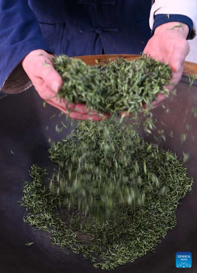 Stagione della raccolta delle foglie di tè Biluochun a Suzhou