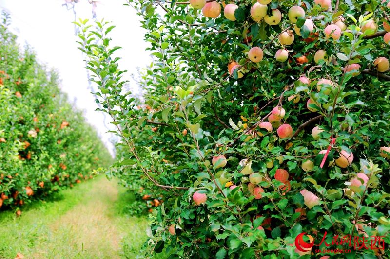 Shaanxi: ricco raccolto di mele regala sorrisi ai frutticoltori