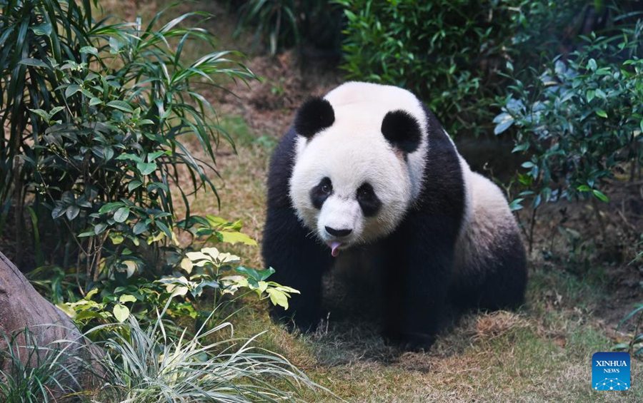 Fan entusiasti accorrono all'Ocean Park di Hong Kong per il debutto dei nuovi panda