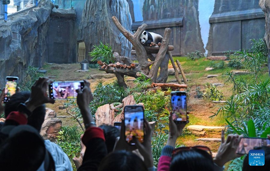 Fan entusiasti accorrono all'Ocean Park di Hong Kong per il debutto dei nuovi panda