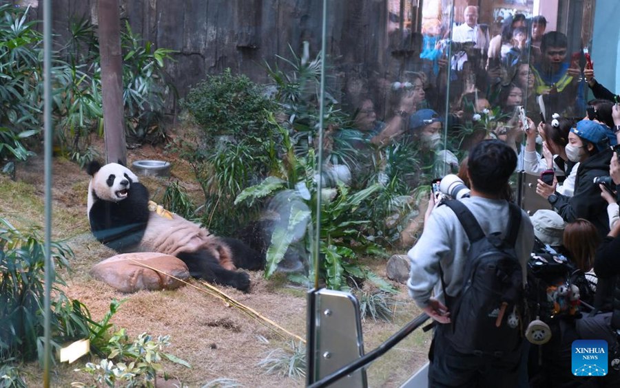 Fan entusiasti accorrono all'Ocean Park di Hong Kong per il debutto dei nuovi panda