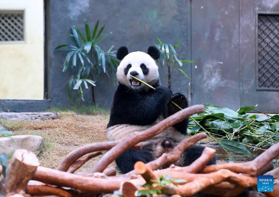 Fan entusiasti accorrono all'Ocean Park di Hong Kong per il debutto dei nuovi panda