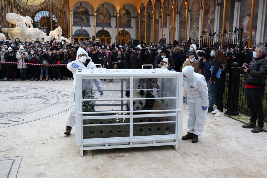 Tre panda giganti nati in Belgio tornano in Cina
