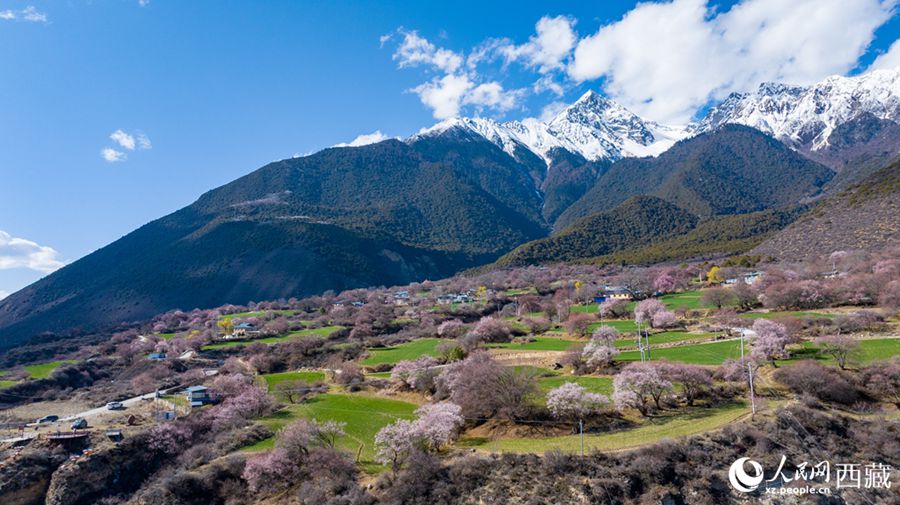 Xizang: lo splendore primaverile dei fiori di pesco a Linzhi
