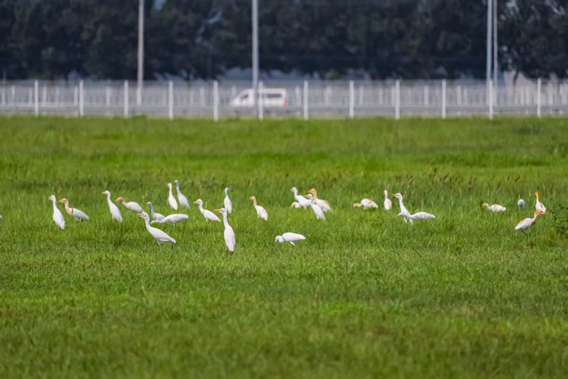 Gli specchi d'acqua e il prato all'interno della fabbrica Lydia sono diventati l'habitat degli aironi guardabuoi.