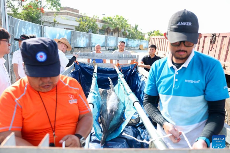 Delfino arenato torna in mare dopo aver ricevuto cure specialistiche a Sanya