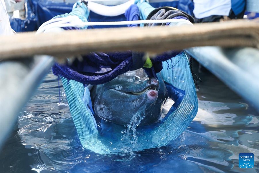 Delfino arenato torna in mare dopo aver ricevuto cure specialistiche a Sanya