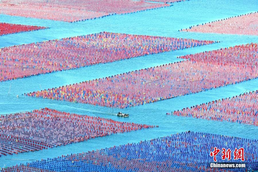 Fujian: piena stagione estiva per gli allevamenti marini