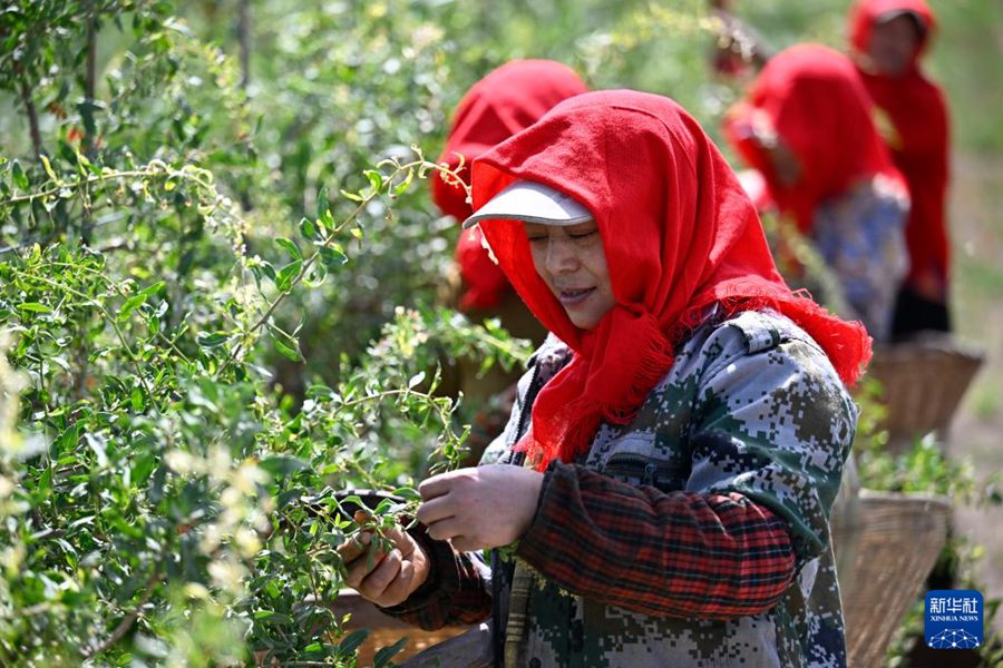 Raccoglitori impegnati nella raccolta di bacche di Goji. (15 giugno 2025 - Xinhua/Wang Peng)