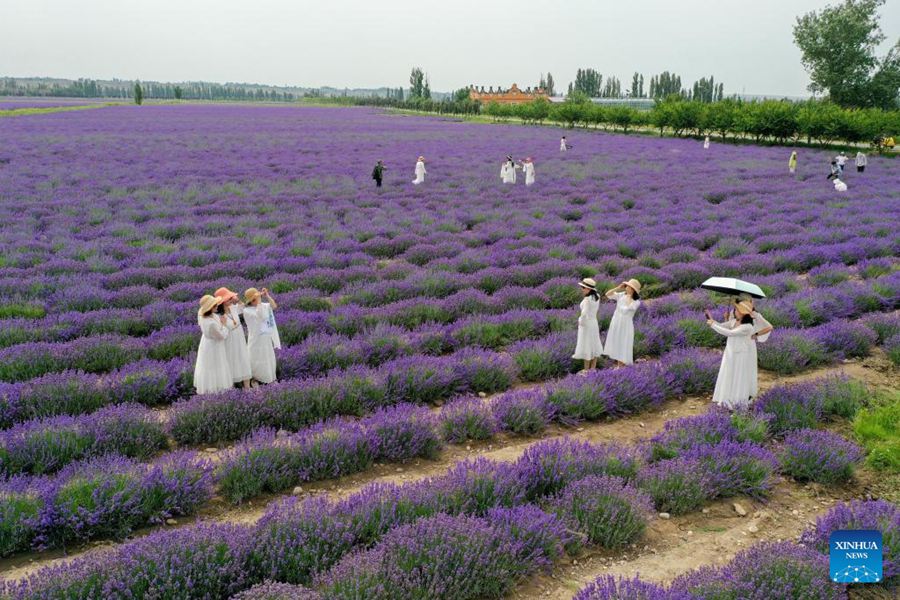 Festival turistico della lavanda promuove lo sviluppo economico nello Xinjiang