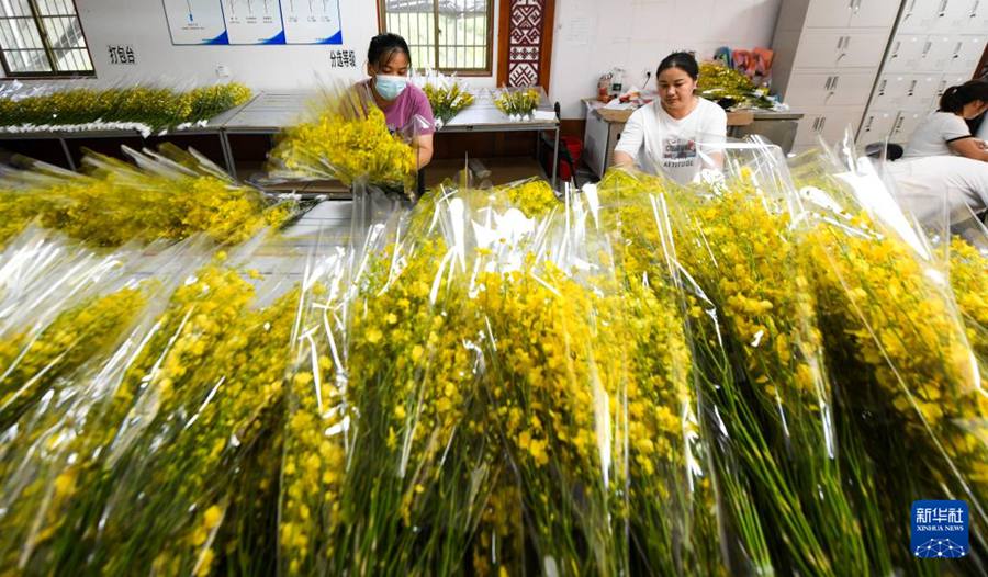 Lavoratrici sistemano le orchidee presso una base di coltivazione. (25 giugno 2025 - Xinhua/Yang Guanyu)