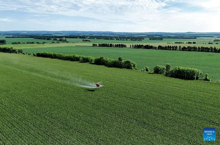 Protezione aerea delle colture in corso nei campi di Beidahuang nella Cina nordorientale