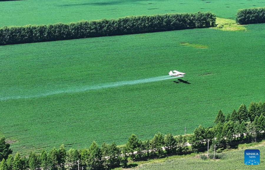 Un aereo agricolo vola sopra un campo di soia presso l'Azienda Agricola Hongxing del Gruppo Beidahuang a Bei'an, provincia dello Heilongjiang, nel nord-est della Cina. (25 luglio 2025 – Xinhua/Hou Yue)