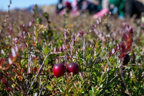 Heilongjiang, tenutosi il festival del raccolto dei mirtilli rossi