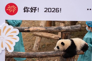 Cuccioli di panda gigante nati nel 2025 fanno il loro debutto per celebrare il Capodanno cinese