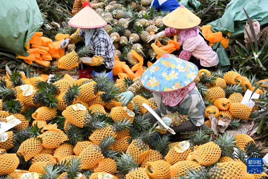 Haikou: Raccolta primaverile di ananas