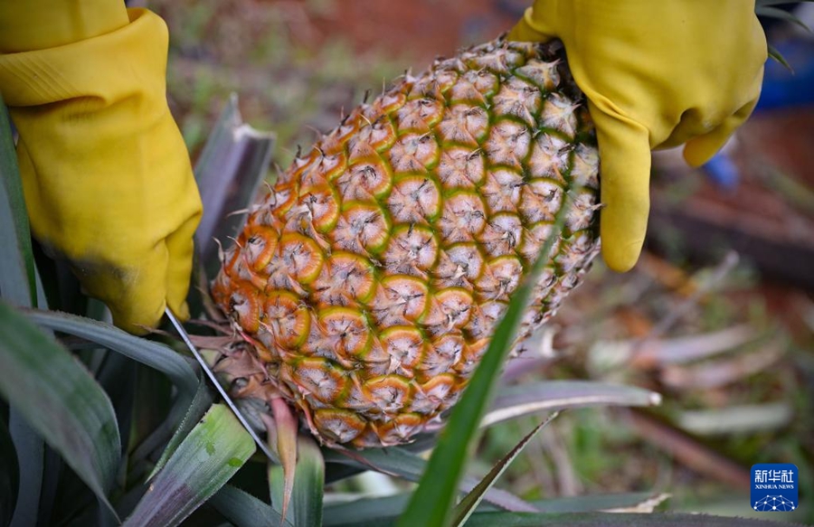Haikou: Raccolta primaverile di ananas