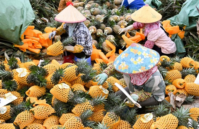 Haikou: Raccolta primaverile di ananas