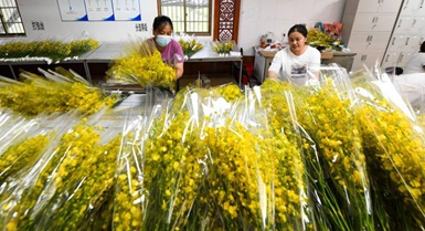 Baisha, Hainan: industria delle orchidee stimola la rivitalizzazione rurale