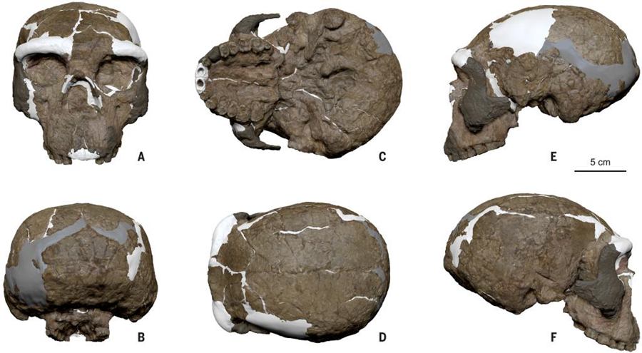 Teschio di milioni di anni fa dalla Cina centrale riscrive la cronologia dell'evoluzione umana