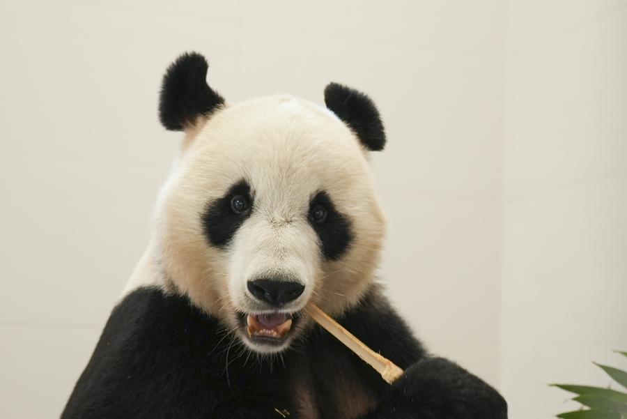 Nuova base per panda giganti entra in funzione in via sperimentale nella Cina sudoccidentale