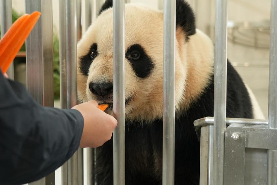 Nuova base per panda giganti entra in funzione in via sperimentale nella Cina sudoccidentale