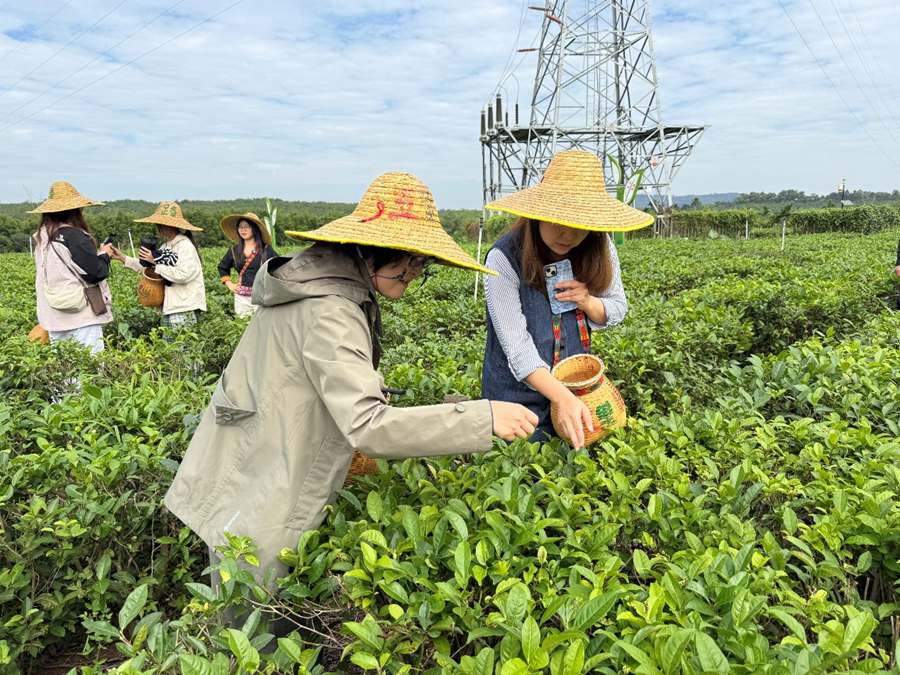 La cultura del tè biologico di Baisha attrae giornalisti stranieri